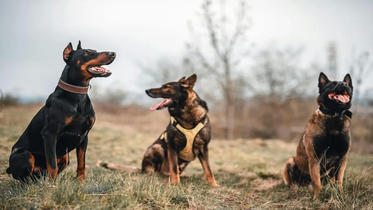 Criadores de cães de guarda compactos e ágeis
