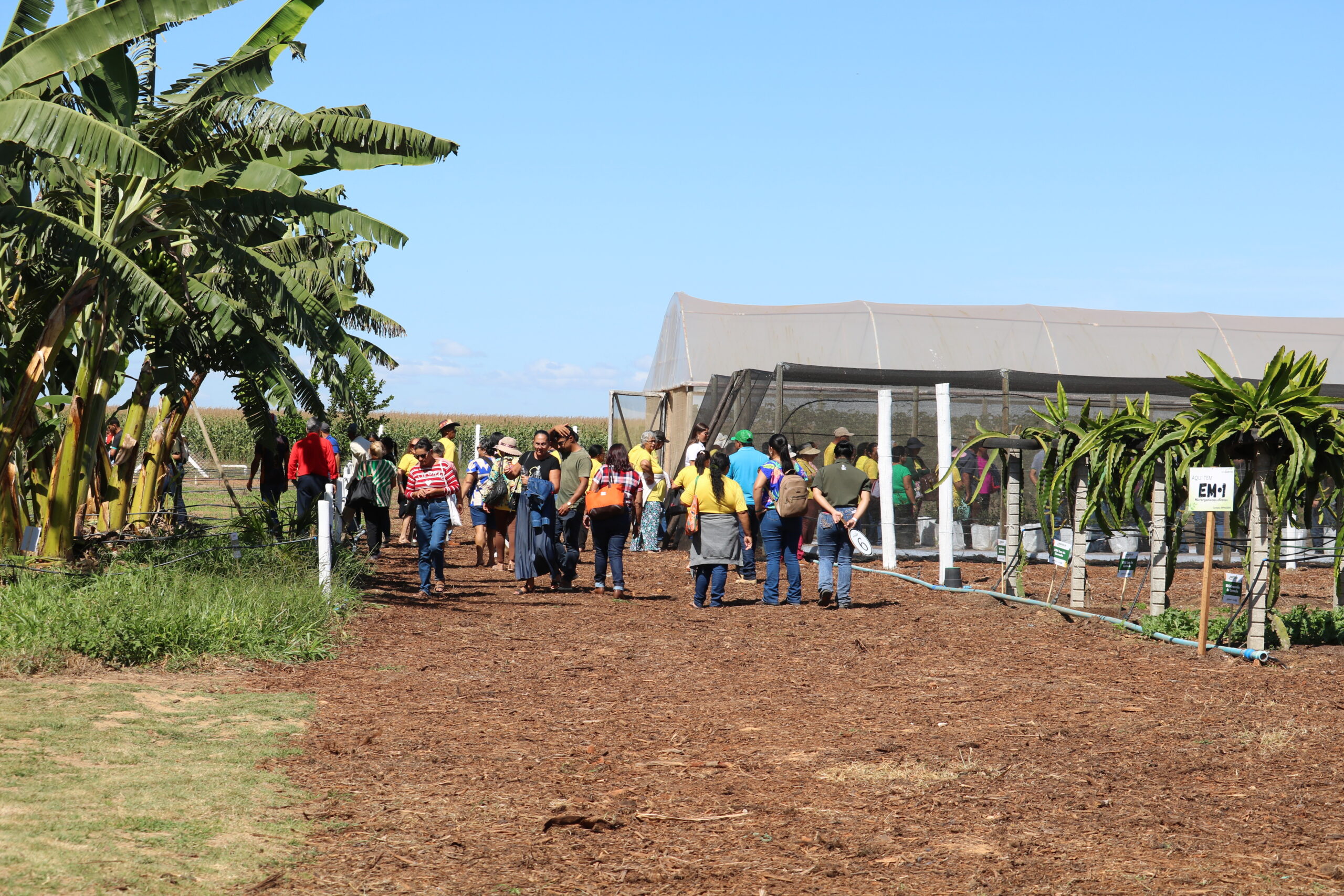 Emater-DF leva circuito de fruticultura à AgroBrasília 2026