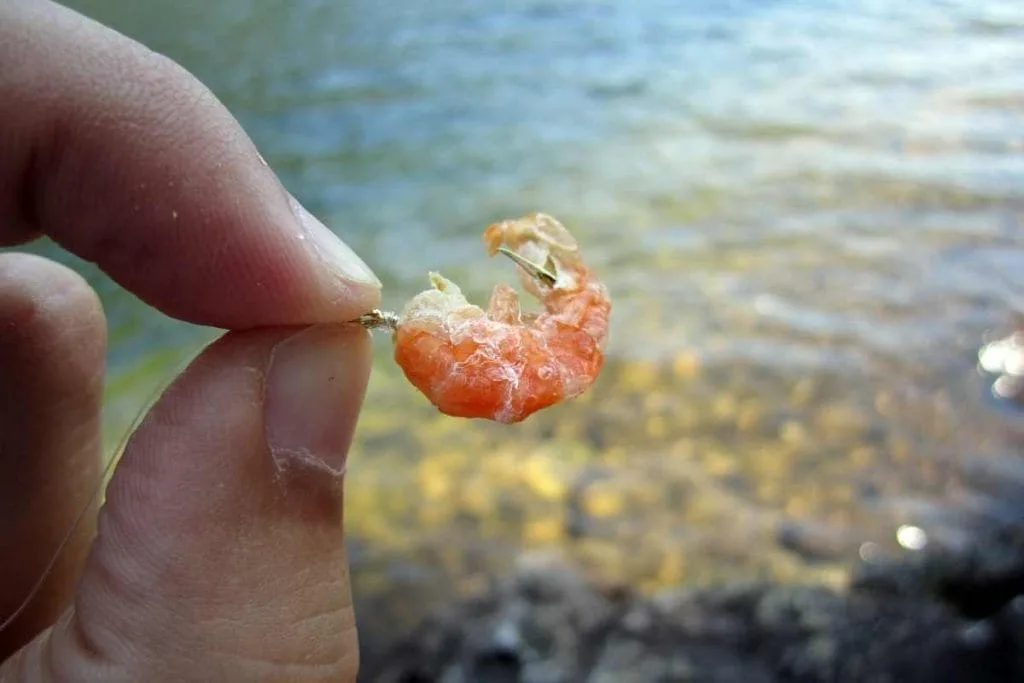 isca pesca natural