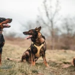 Criadores de cães de guarda compactos e ágeis: Guia 2026