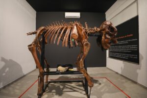 Museu do Zoo de Brasília reabre com esqueleto de girafa e acessibilidade